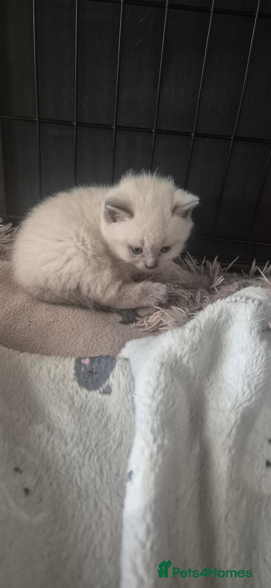 British Shorthair cats for sale: British shorthair cross please read description - Image 5