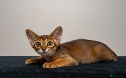 Abyssinian cats for sale:  Champions  Line Romeo-TICA reg. Abyssinian Beauty - Image 27