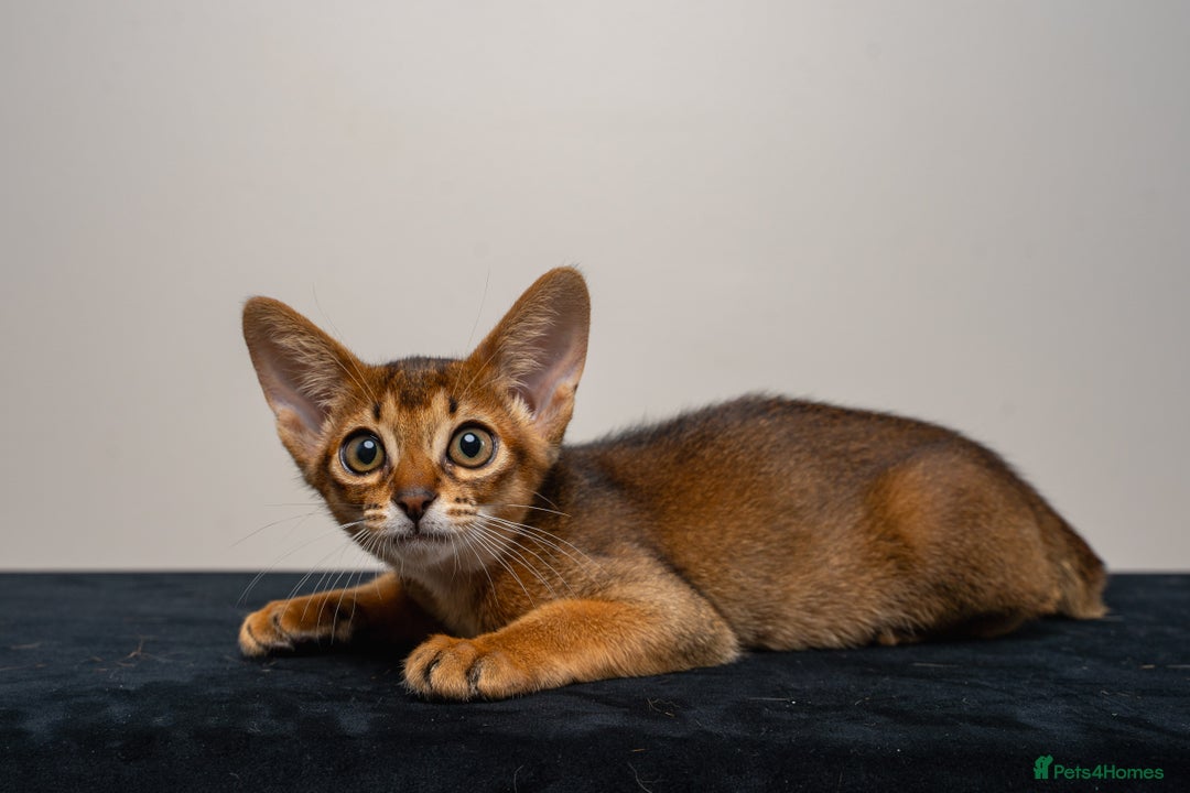 Abyssinian cats for sale:  Champions  Line Romeo-TICA reg. Abyssinian Beauty - Image 27