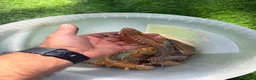 Bearded Dragon reptiles for sale: Beautiful Baby Bearded Dragons Available - Advert 5