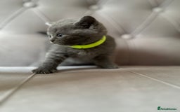 Scottish Fold cats for sale: Adorable Scottish Fold & Straight Kittens 💕🐾 - Image 25