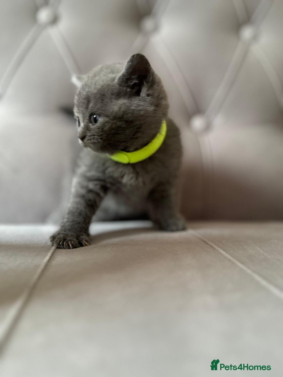 Scottish Fold cats for sale: Adorable Scottish Fold & Straight Kittens 💕🐾 - Image 25