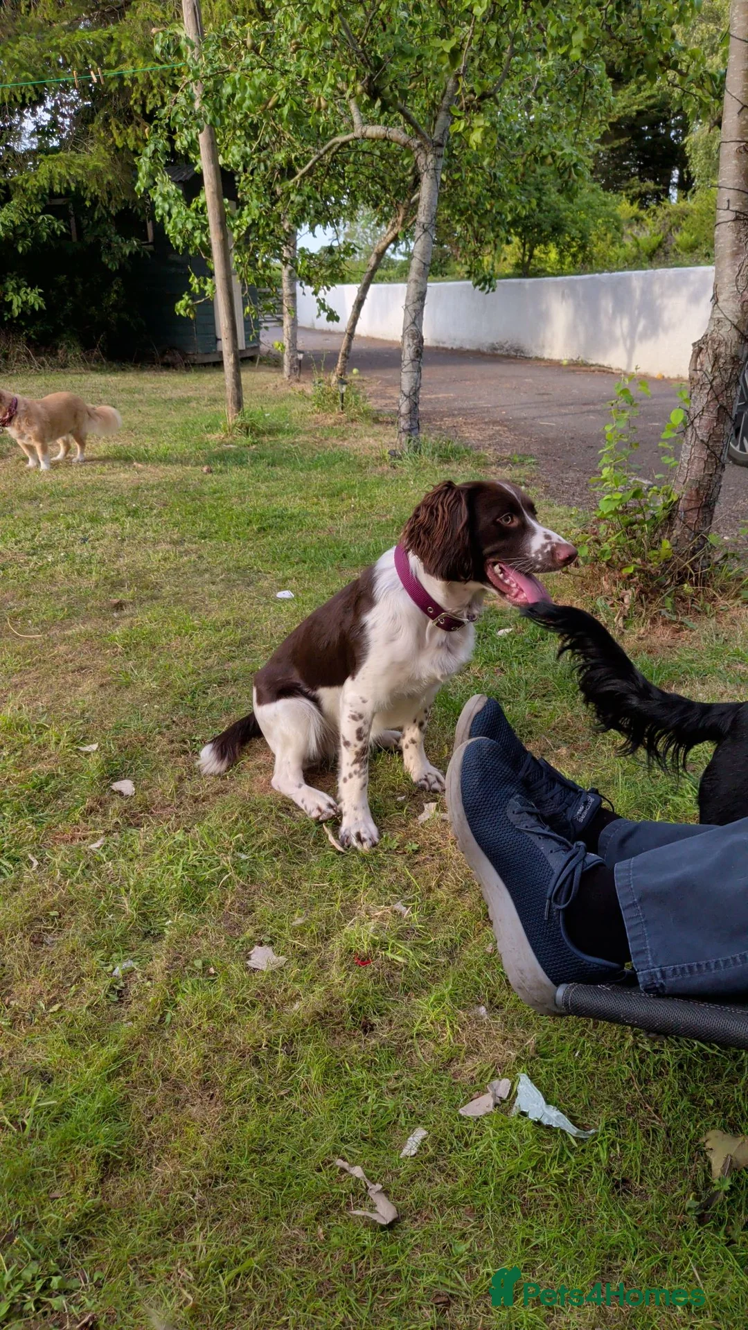 English Springer Spaniel dogs for sale: Beautiful 1 year old liver&white springer spaniel in Westbury - Advert 2