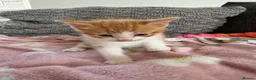 Mixed Breed cats for sale: Kittens for sale! in Chichester - Advert 4