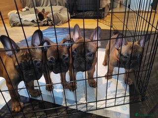 French Bulldog dogs Beautiful French Bulldog Pups – Champion Line Dad - Advert 16