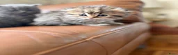 Scottish Fold cats for sale: Fluffy short legs show quality kittens available - Advert 15