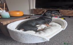Dachshund dogs for sale: 1 year old male dachshund  - Image 7