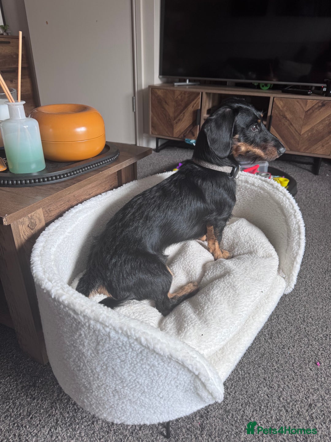 Dachshund dogs for sale: 1 year old male dachshund  - Image 7