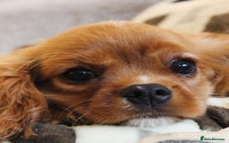 Cavalier King Charles Spaniel dogs for sale: High quality Cavalier King Charles Spaniel Puppies - Image 7