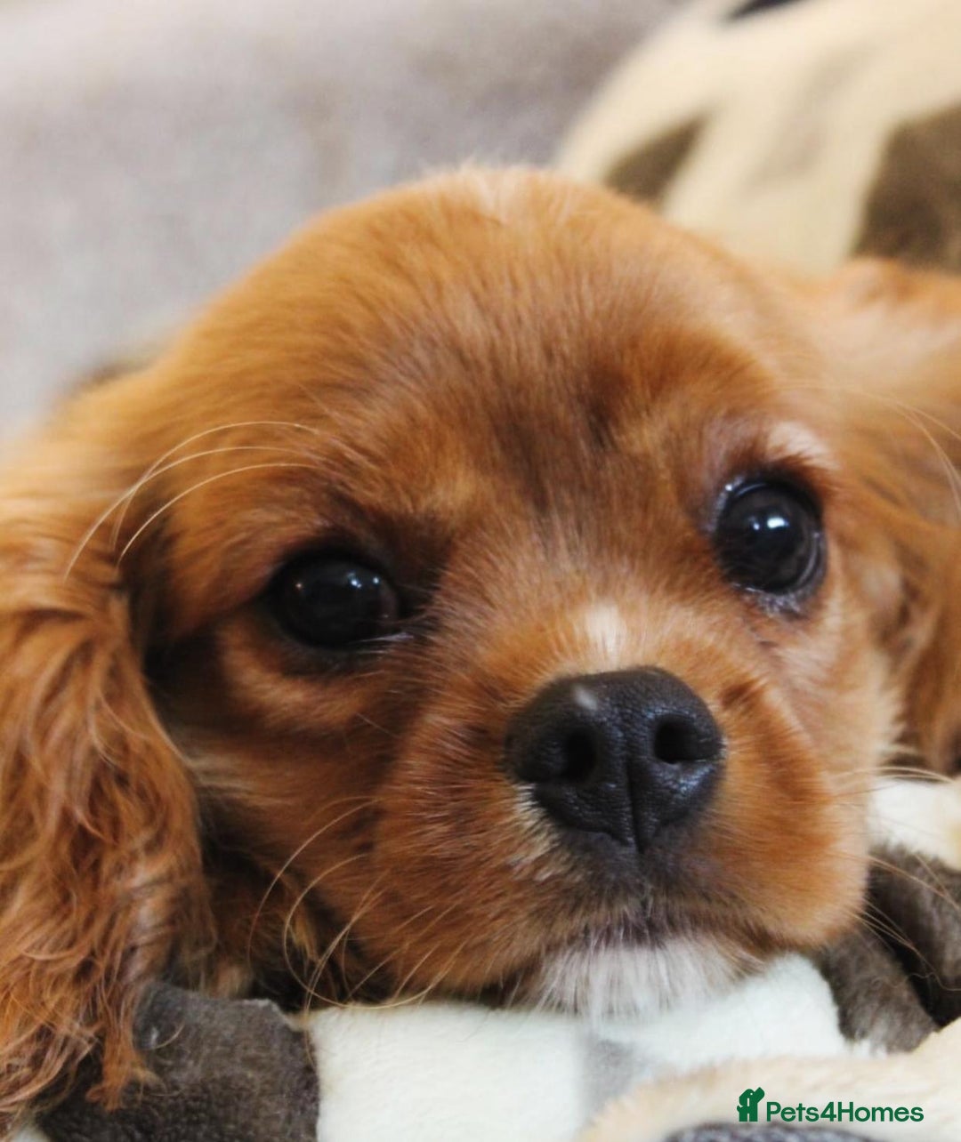 Cavalier King Charles Spaniel dogs for sale: High quality Cavalier King Charles Spaniel Puppies - Image 7
