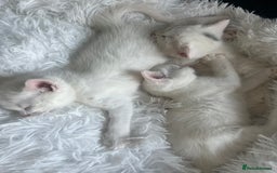 Turkish Van cats for sale: Half Turkish van kittens - Image 4