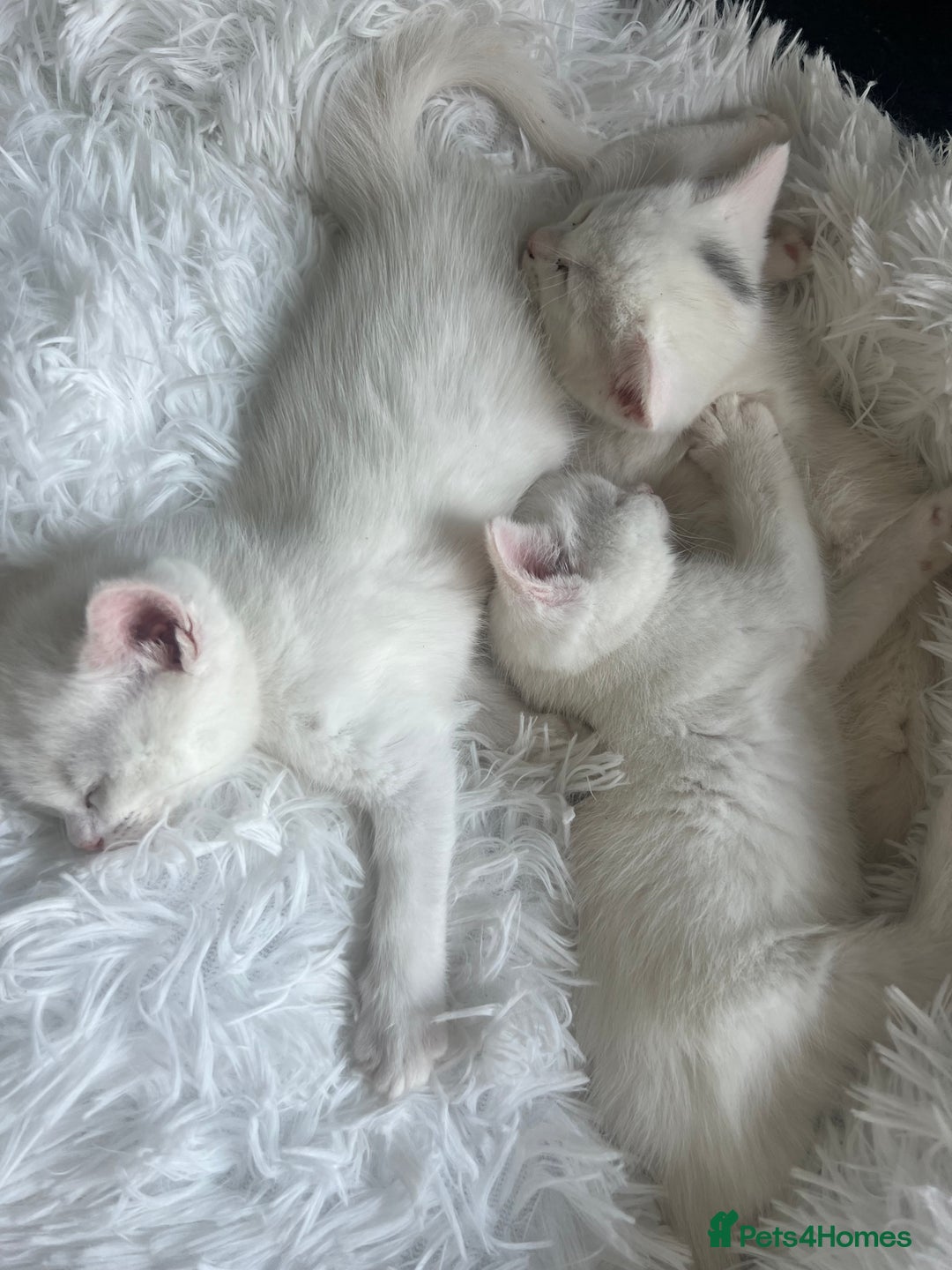 Turkish Van cats for sale: Half Turkish van kittens - Image 4