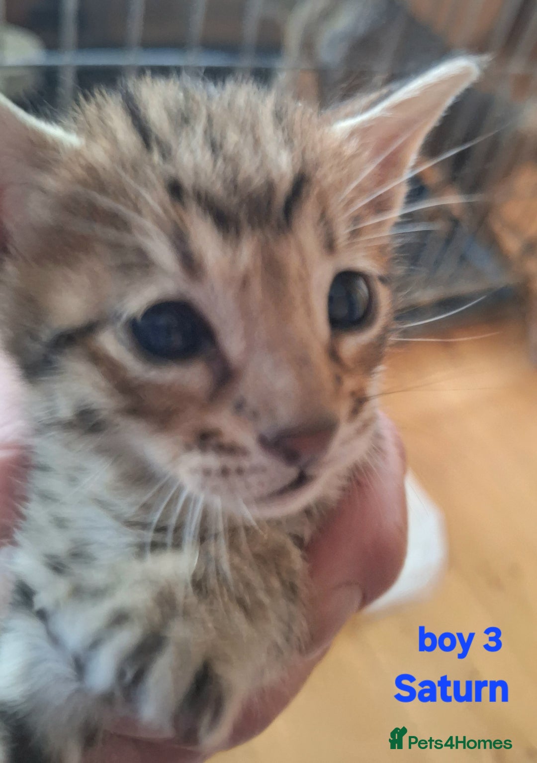 Savannah cats for sale: Savannah SBTF6 cubs with Serval traits stunning - Advert 28