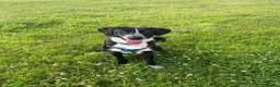 Mixed Breed dogs for adoption: Meet Chase, currently residing in Cheshire  - Advert 4