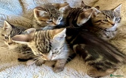 Bengal cats for sale: Sweetest Little Bengal X 9wks old in Dorking - Image 11
