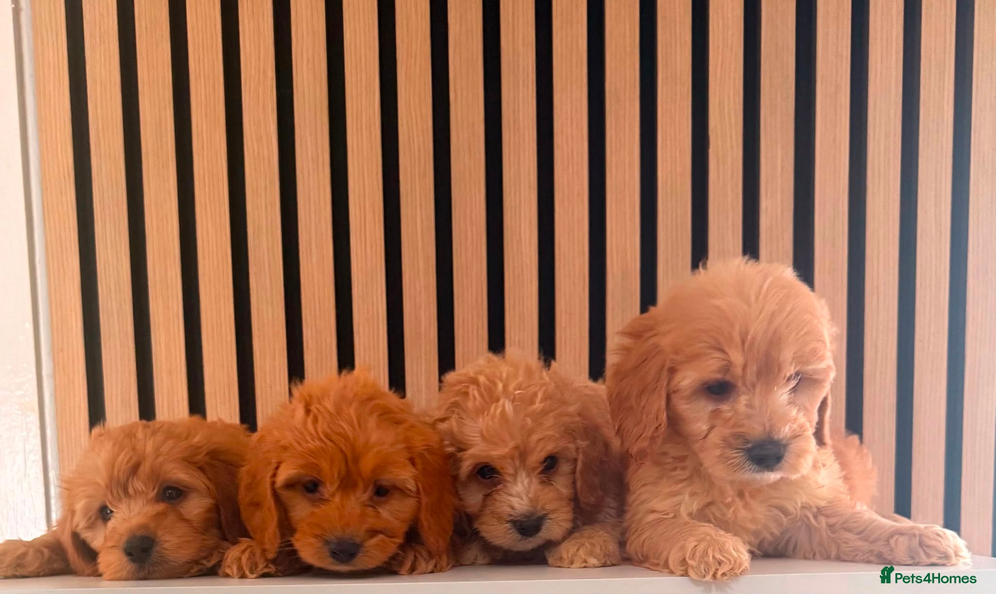 Cockapoo dogs Adorable puppies - Advert 6
