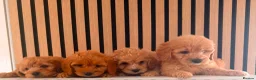 Cockapoo dogs for sale: Adorable puppies - Advert 1