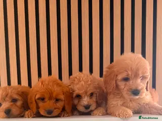 Cockapoo dogs Adorable puppies - Advert 1