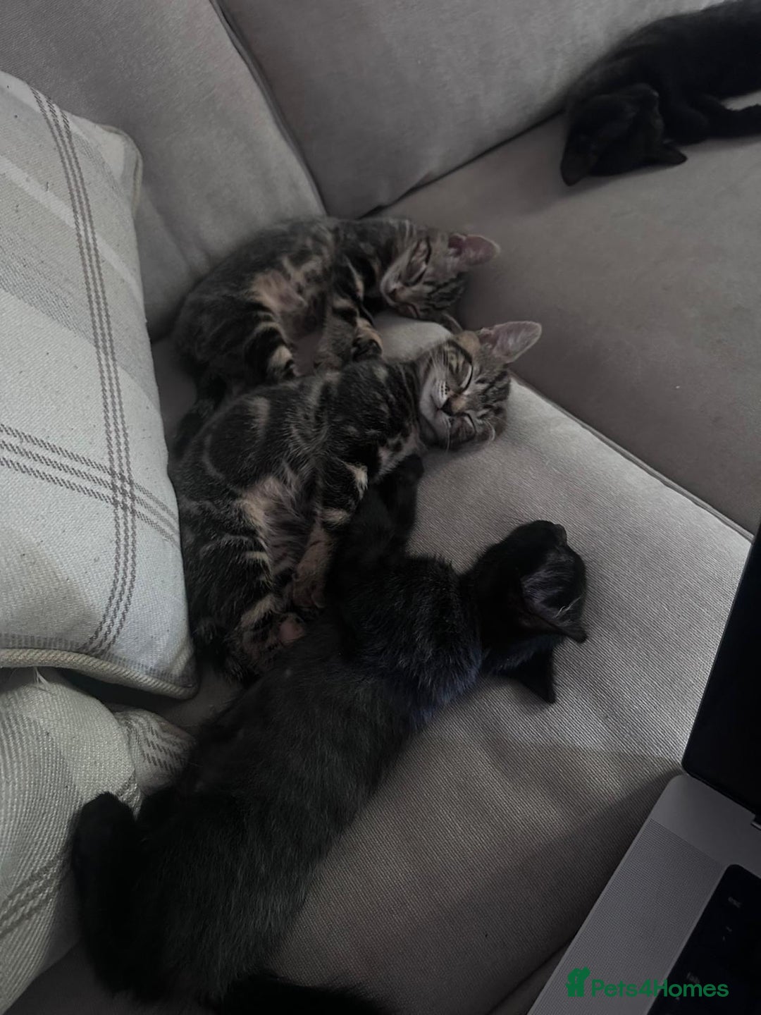Bengal cats for sale: Kittens For Sale - Image 2