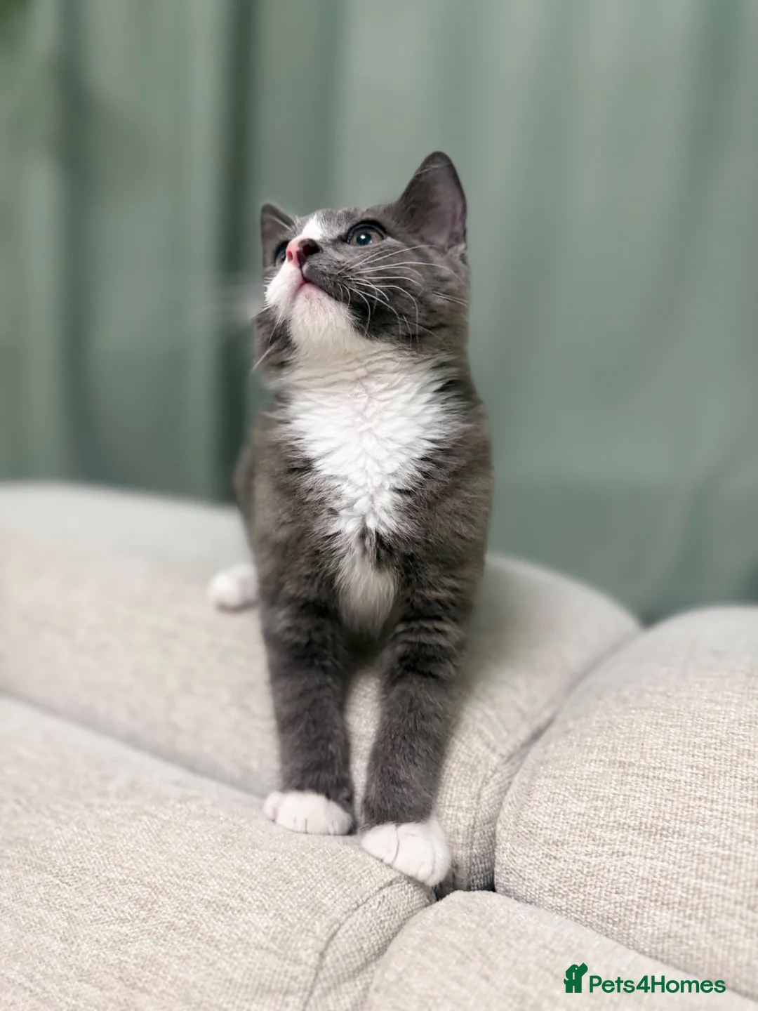 Mixed Breed cats for sale: Pebbles, A Rare Grey Male Tuxedo Kitten - Advert 2
