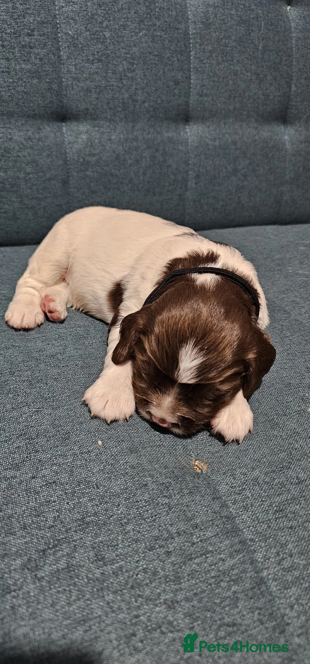 English Springer Spaniel dogs for sale: Stunning KC reg working ESS puppies for sale - Advert 40