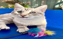 Savannah cats for sale: Breath taking rare girl - Image 10