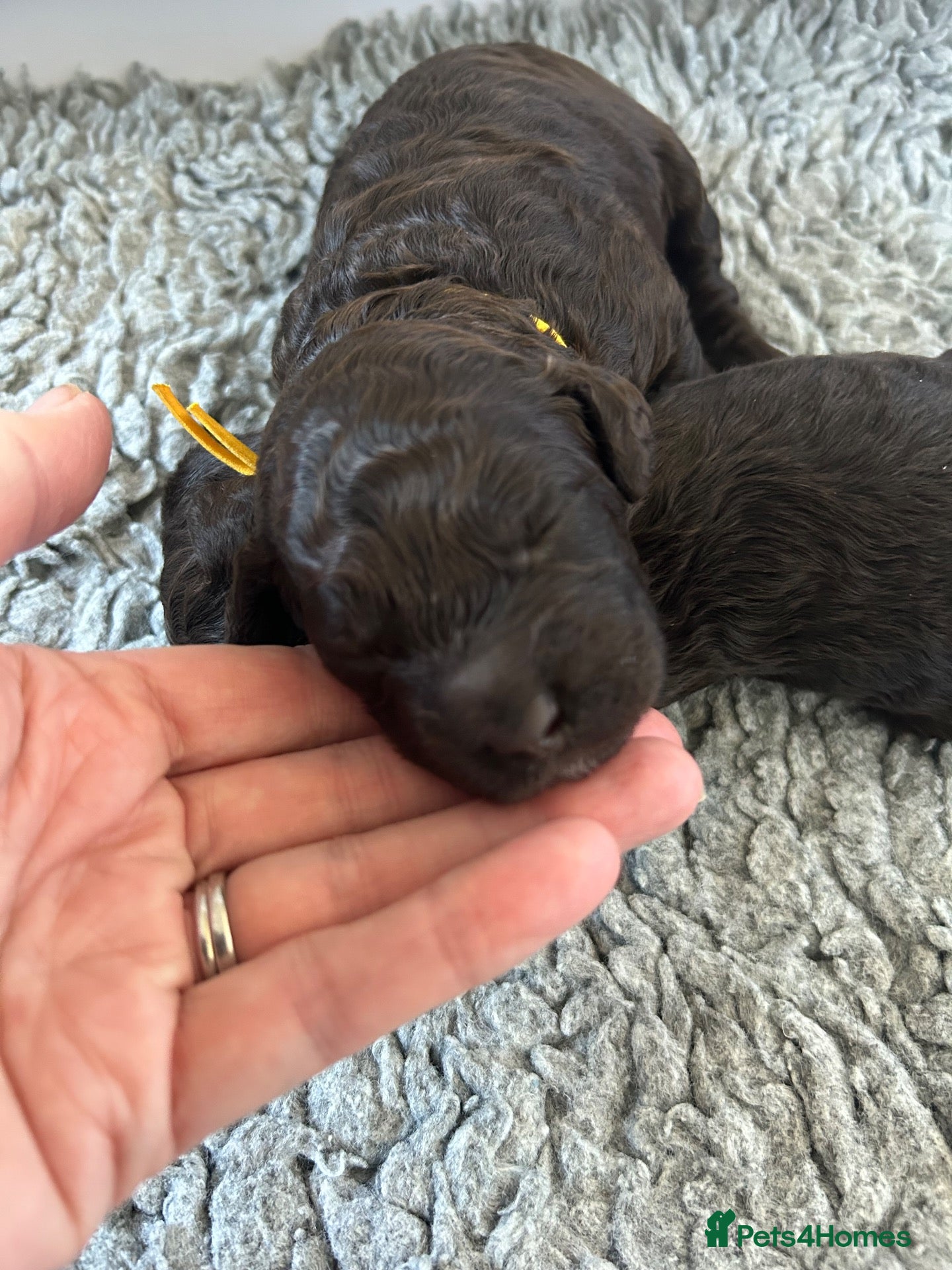 Labradoodle dogs for sale: Beautiful Chocolate Labradoodles  - Advert 2