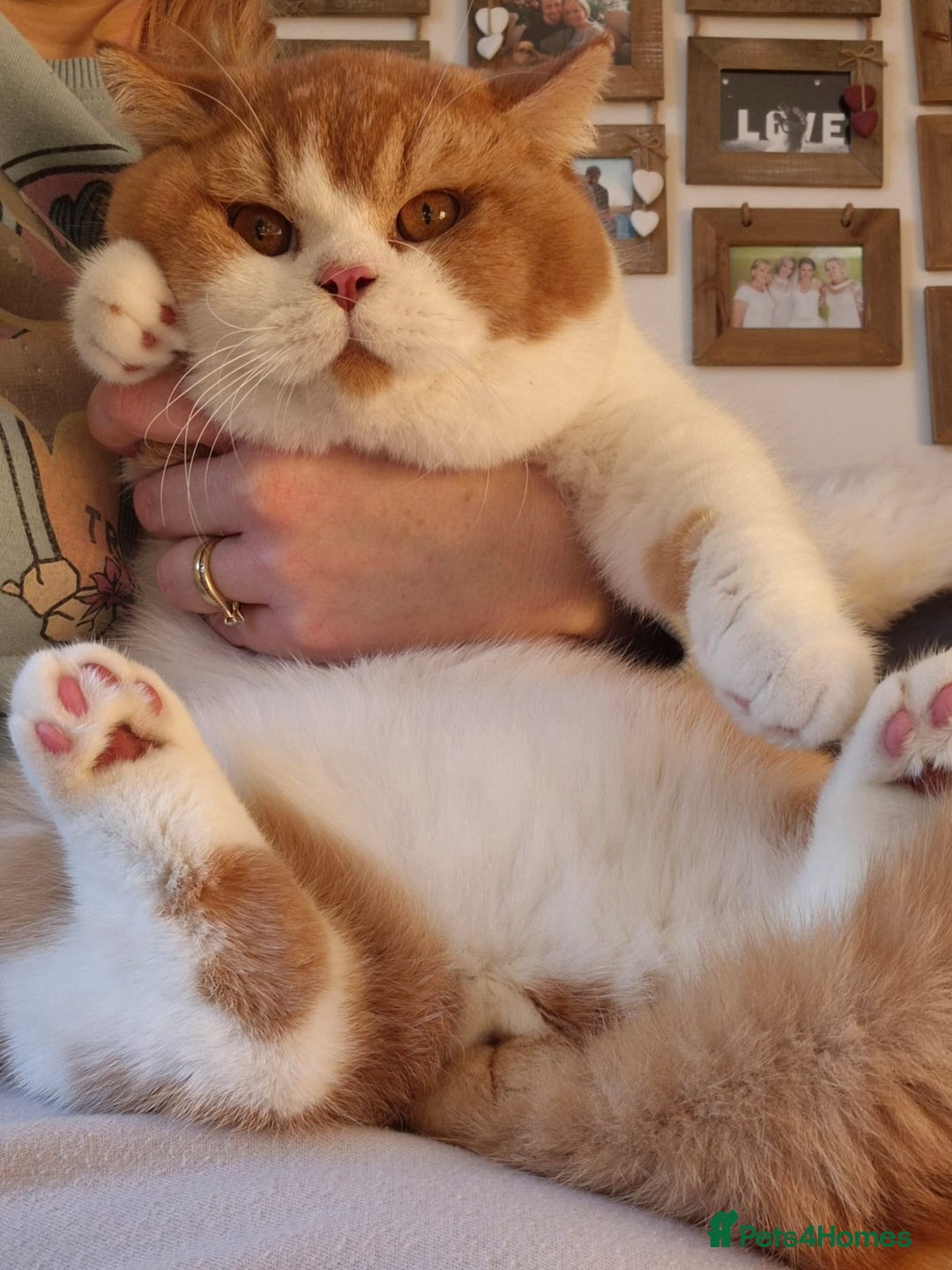 British Shorthair cats for sale: Stunning British Shorthair Kittens  - Advert 15