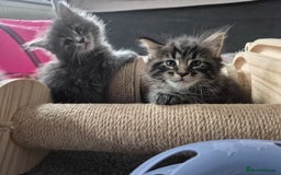 Maine Coon cats for sale: Stunning litter of maine coon kittens  - Advert 24