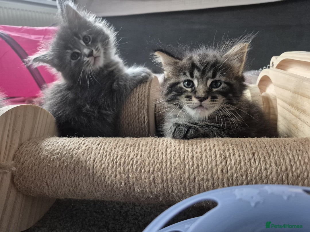 Maine Coon cats for sale: Stunning litter of maine coon kittens  - Advert 24