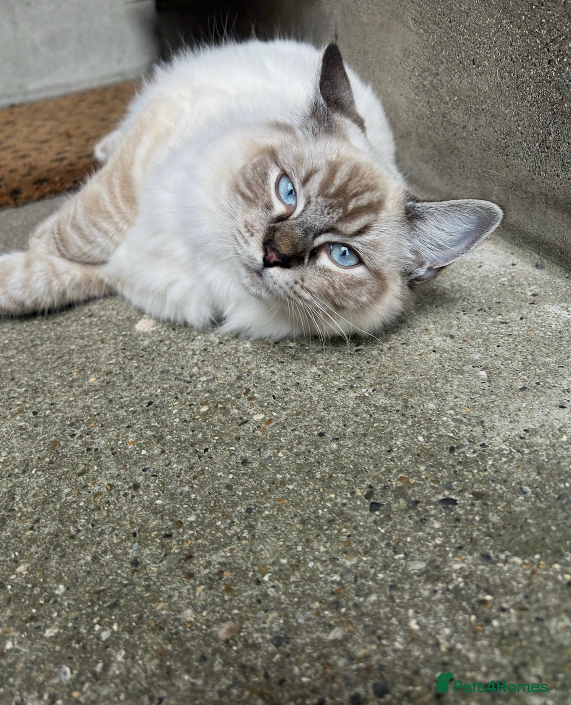 Ragdoll cats Adorable kittens  - Advert 2