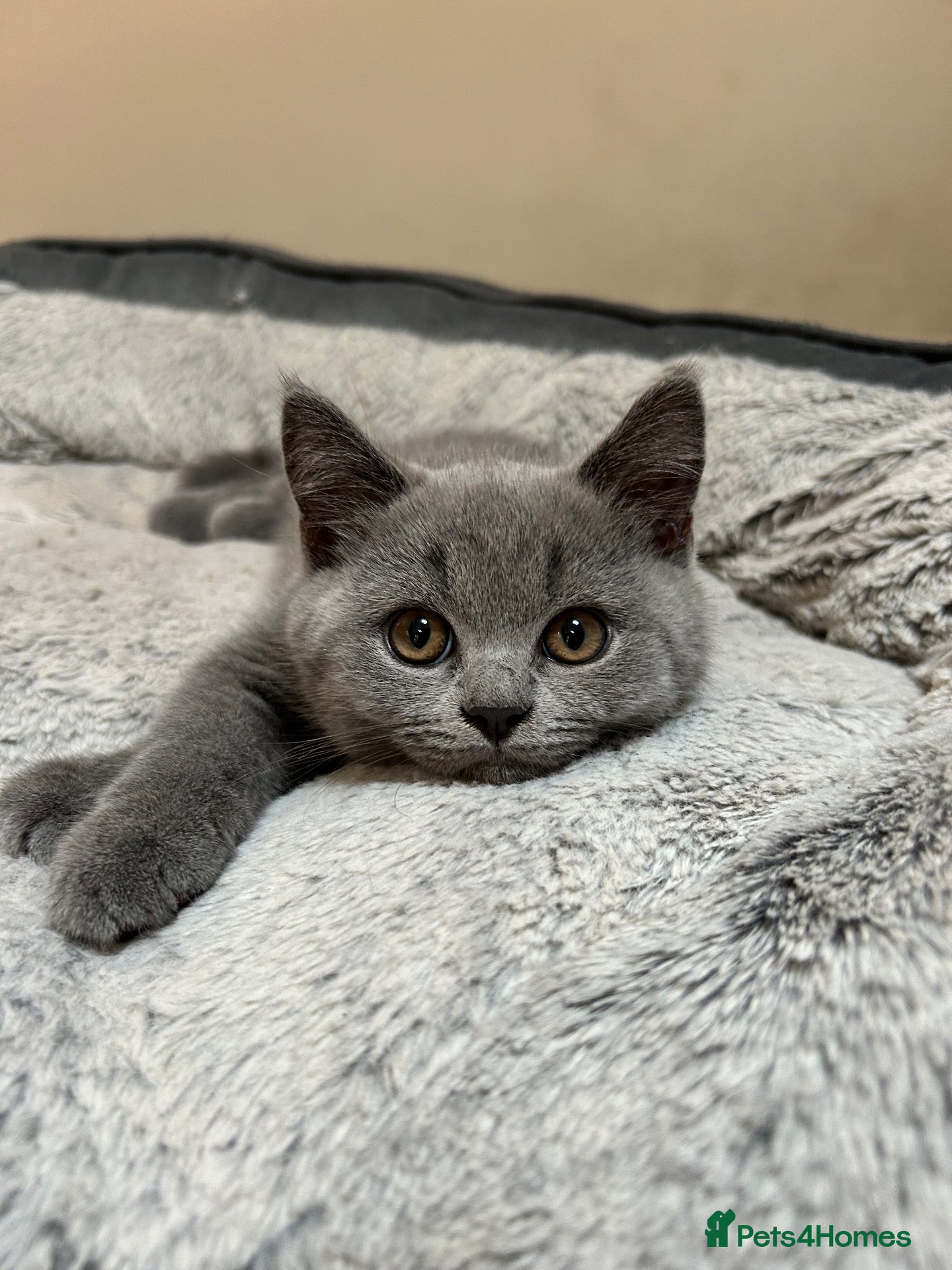 British Shorthair cats GCCF registered British Shorthairs READY MID SEPT - Advert 2