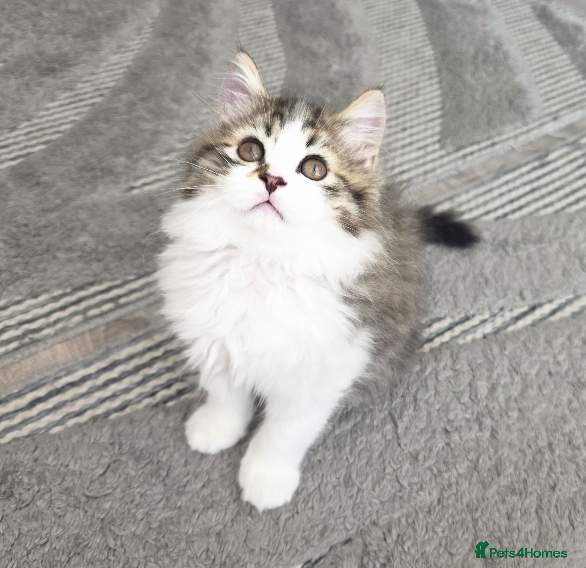 Mixed Breed cats Adorable Ragdoll x Persian Kittens – 2 Left - Advert 1