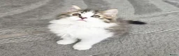 Mixed Breed cats for sale: Adorable Ragdoll x Persian Kittens – 2 Left - Advert 1