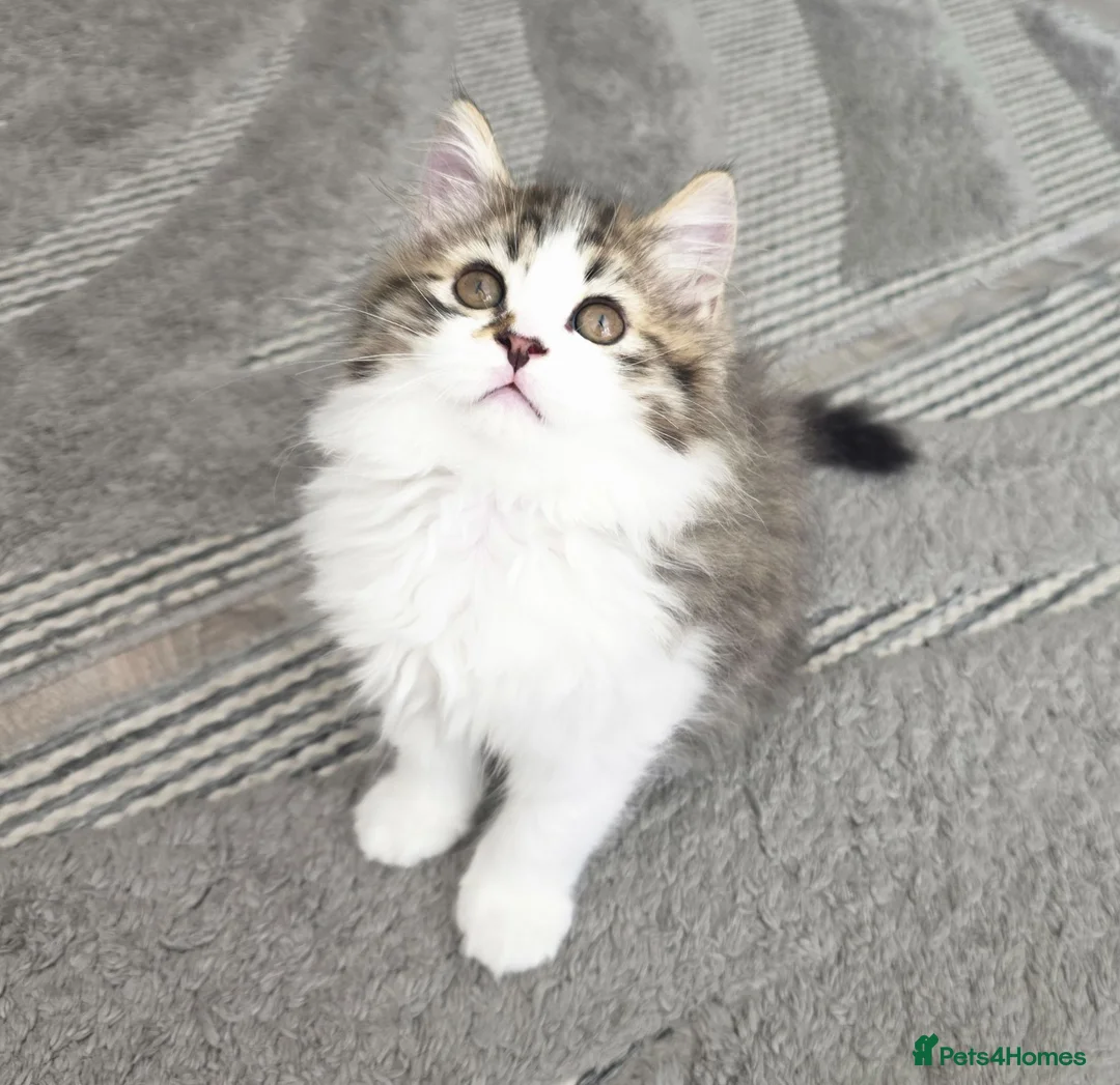 Mixed Breed cats for sale: Adorable Ragdoll x Persian Kittens – 2 Left - Advert 1