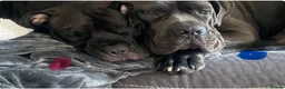 Cane Corso dogs for sale: 9 week old cane corso puppy’s  - Advert 3