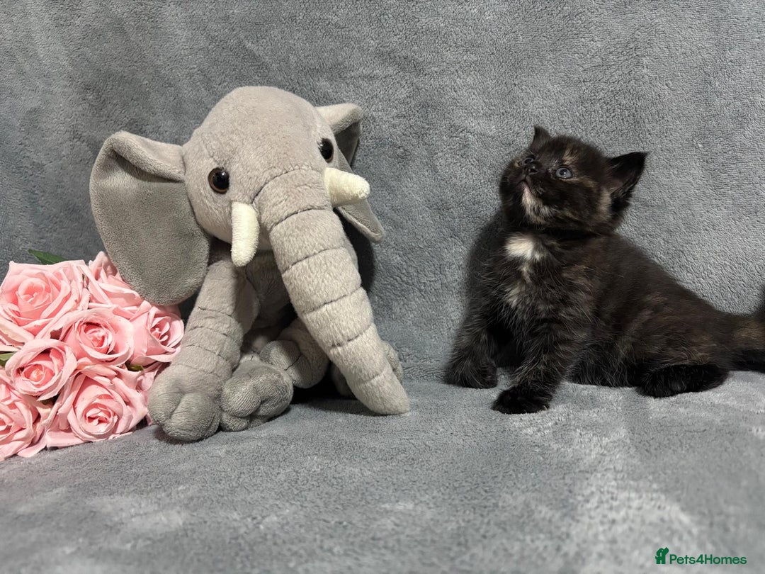 Mixed Breed cats for sale: Ragdoll mixed kittens Grey. Tabby. Speckled. Black - Advert 22