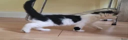 Mixed Breed cats for sale: Kittens  - Advert 8