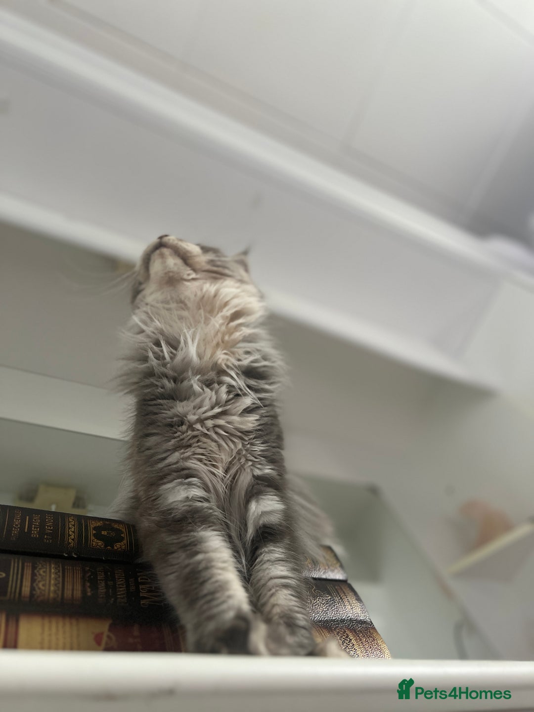 Maine Coon cats for sale: Registered pedigree maine coon for sale - Advert 9