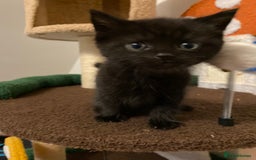 Mixed Breed cats for sale: Kittens - 2 left - Image 2