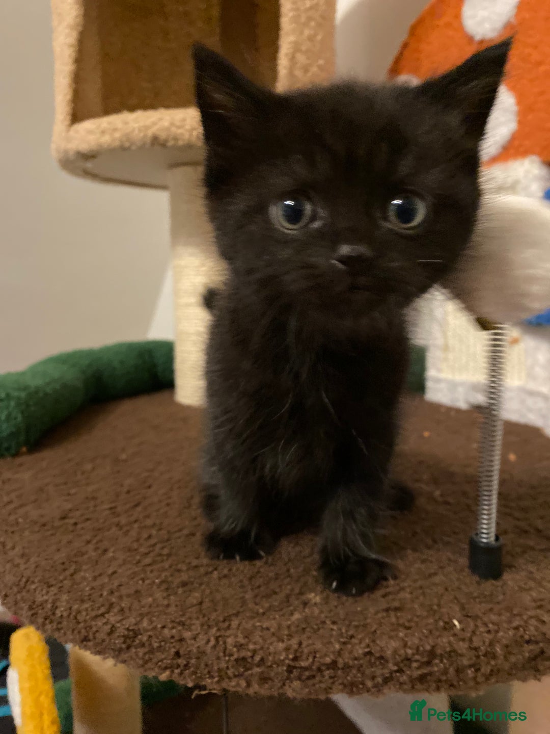 Mixed Breed cats for sale: Kittens - 2 left - Image 2