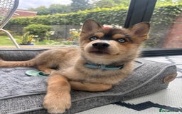 Pomsky dogs for sale: Pomsky blue eye Husky looking  - Image 1