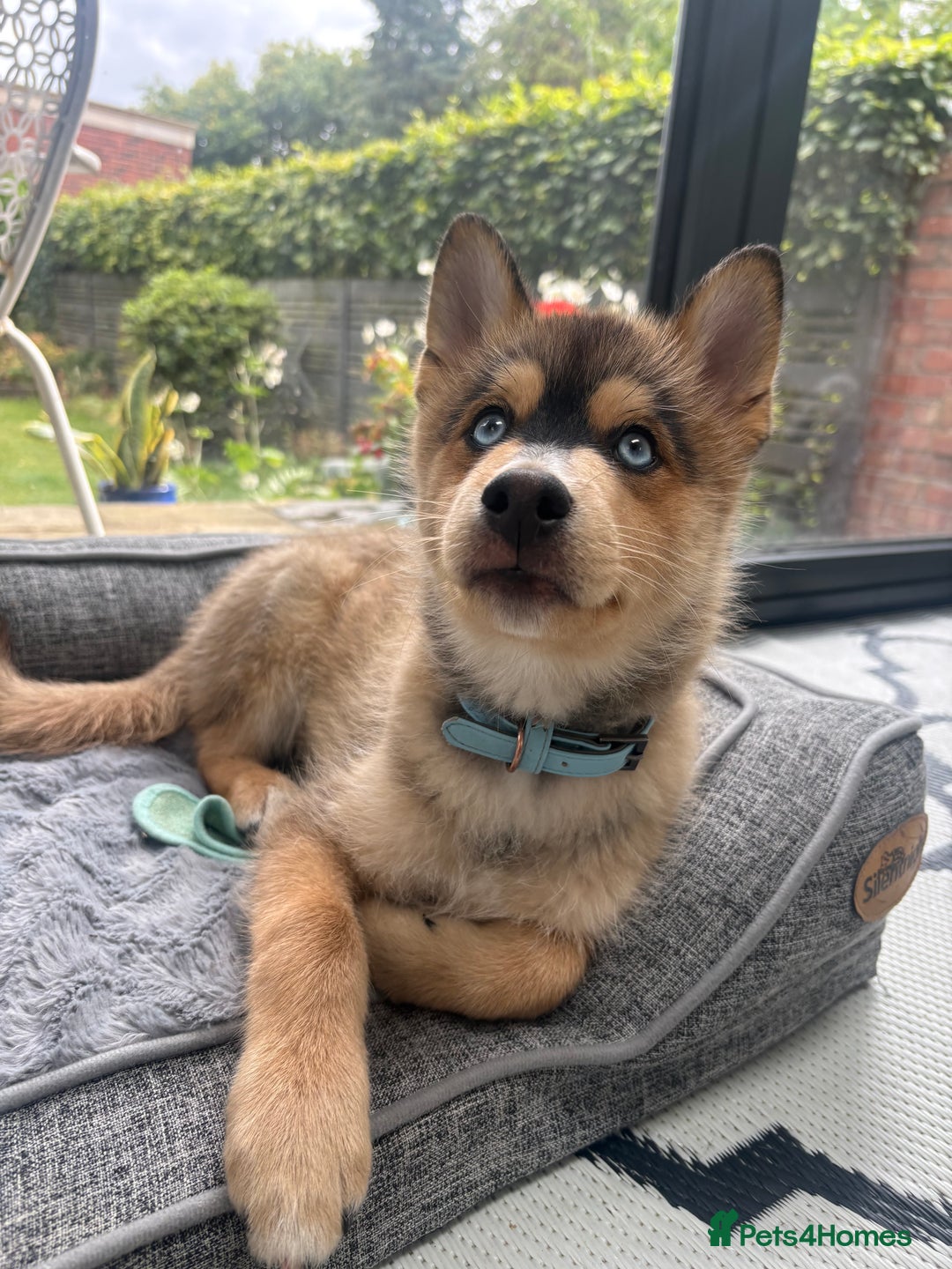 Pomsky dogs for sale: Pomsky blue eye Husky looking  - Image 1
