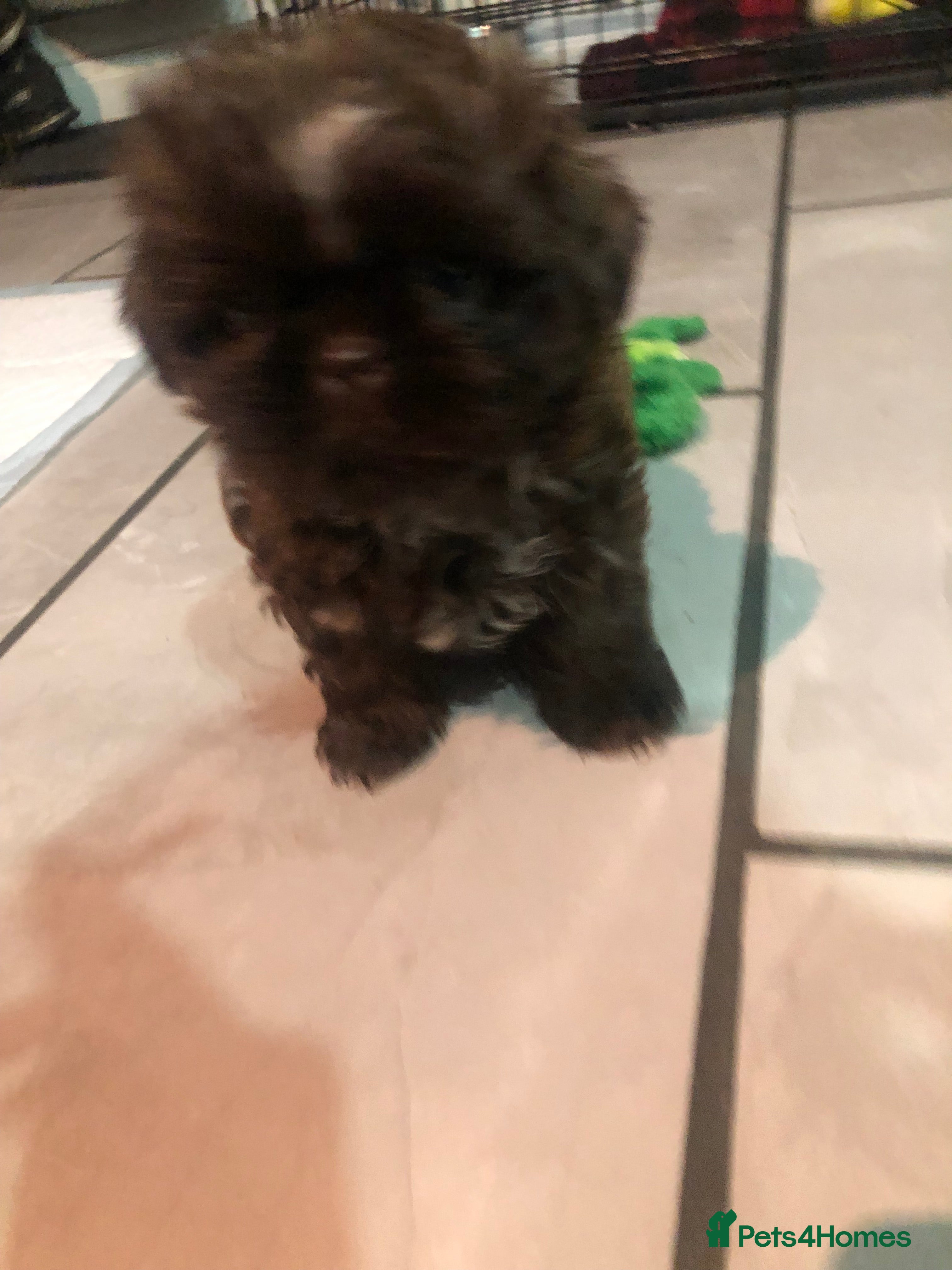 Shih Tzu dogs READY TO LEAVE!!!!! Chocolate boy left  - Advert 17