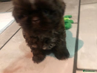 Shih Tzu dogs READY TO LEAVE!!!!! Chocolate boy left - Advert 17