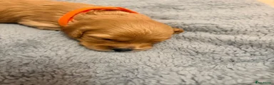 Cavapoo 5