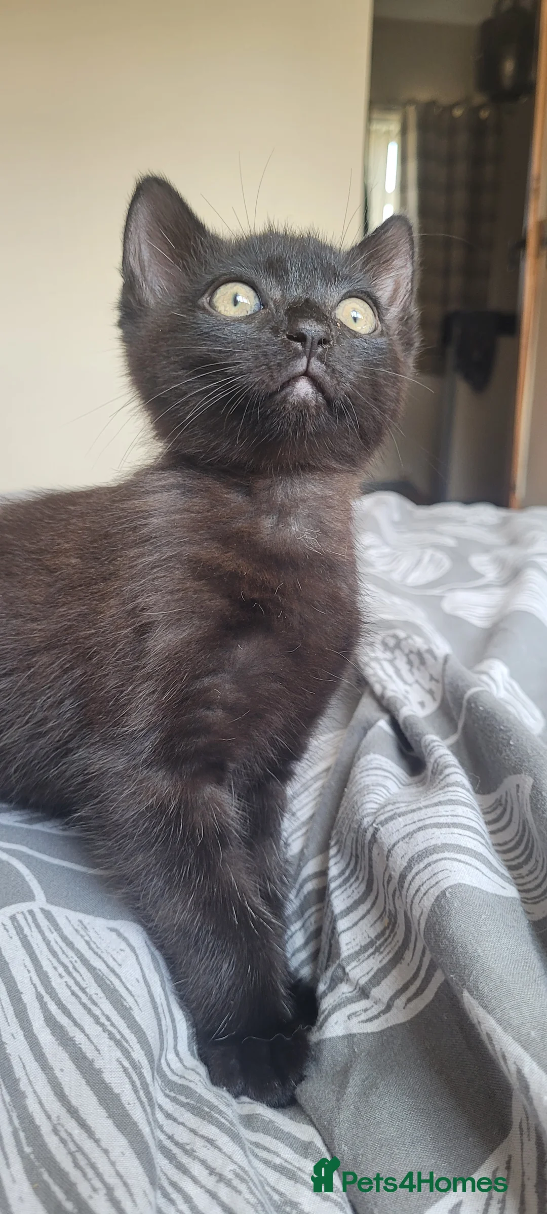 British Shorthair cats for sale: Adorable kitten - Advert 2