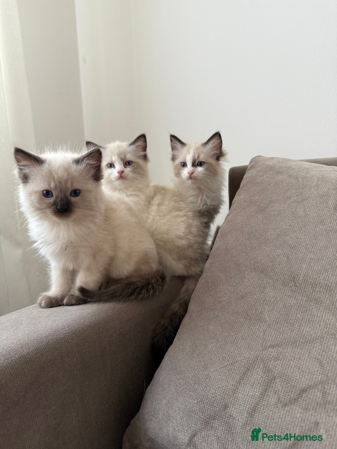Ragdoll cats for sale: Beautiful Ragdolls READY NOW 💙 - Image 12