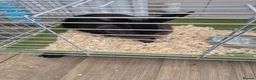 Mixed Breed rabbits for sale: 2 female rabbits - Advert 3