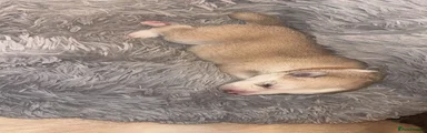 ​Brown Collar (Female)
